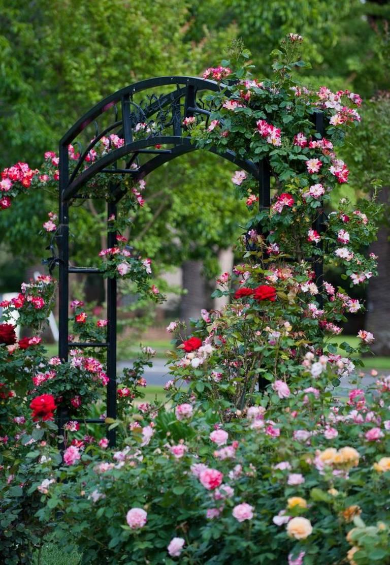 Natomas Rose Garden And Mckinley Park Pruning St Hope